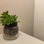 Apartment Dolcevita